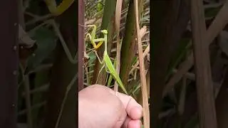 intelligent praying mantis #midjourney #acapella #nature #wildlife