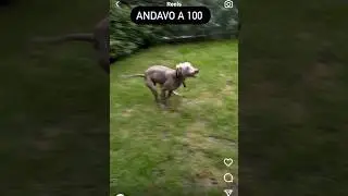 Andavo a 100