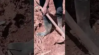 Easy way to plant corn !!! #real #villagelife #cornfarming #foodsecurity #kenya #youtubeshorts