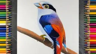 Realistic Beautiful Bird Drawing | Colour Pencil Timelapse Art 