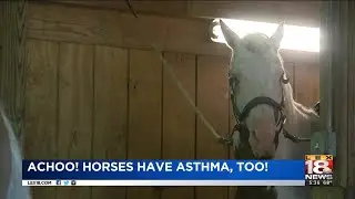 Achoo! Horses Have Asthma, Too!