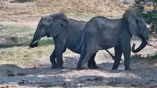 Scratch Buddies! Elephants Help Each Other After Dust Bath