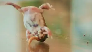 chaco horned frog break dancing #frog #dance #breakdance