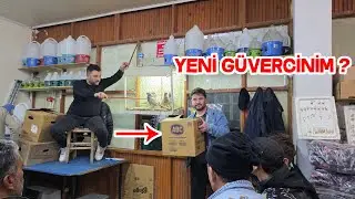 Güvercin İhalesinde Bu Tür Çıkınca Dayanamıyorum