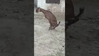 Lost Her BaBy Premature birth #goat #beautifullgoats #goatbirth #prematurebaby #village #,#cowgoat