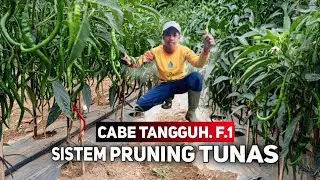 TANAMAN CABE TANGGUH F1 METODE REMPEL TUNAS 