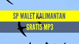 SUARA BURUNG WALET - SP SEDOT WALET TETANGGA