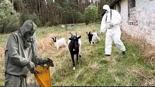 Danger in the Chernobyl Zone: Wild Goats Running Loose and Attacking