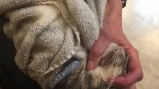 How to brush my cat's teeth