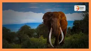 Craig: KWS says fallen Amboseli giant will be immortalized