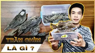 Trầm chìm là gì? Giá trị ra sao và cách phân biệt