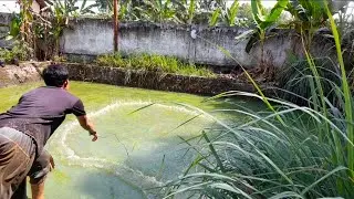 Jala Ikan di Kolam Nila