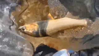 ２０２５年鮎の友釣り振り返り☆魚野川