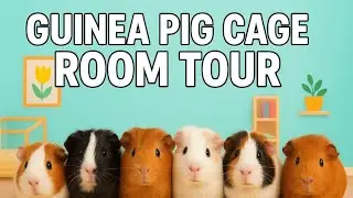 Proper homies pig cage setup and room tour!