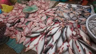 Morning Fish Market Scene @Chhbar Ampov Bridge - Plenty Dry Fish, Alive Fish, Sea Food & More