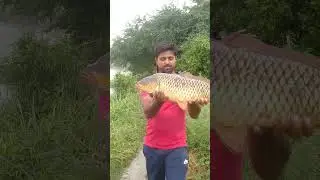 #12kg china rohu fish