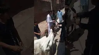 eide qurban#shortviral#viralvideos