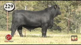 Lot 229 - RYR Pioneer 535Y