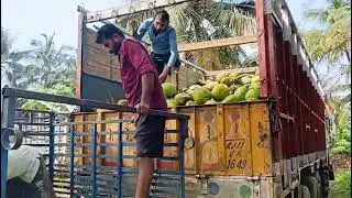 Kolkata green coconut available in bulk quantity || Bengal coconut