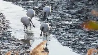 「クロツラヘラサギが私に気づかず近づいてくる動画　in　新光産業きらら浜自然観察公園」
