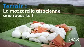 Terroir : la mozzarella alsacienne, une réussite !