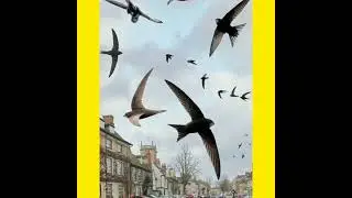 Top 5 amazing facts related to animals #shorts #youtubeshorts #yhvfacts #facts #hindi