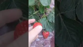#strawberry #fruit #gardenfruit #biofruit #healthy