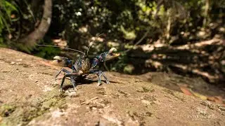 Lamington Spiny Crayfish