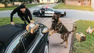 When Thieves Mess With the WRONG Guard Dogs!