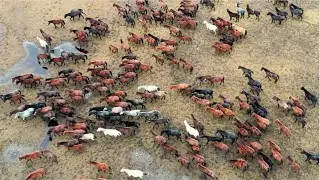 Wild Escape: 2 HOURS of Free-Roaming Horses & Celtic Tunes | Rejuvenate and Motivate