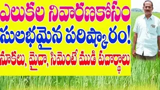 E36 | వరిలో ఎలుకల నివారణ సులభం | Simple method to control rats in paddy | @GramaBazaar
