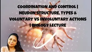 Coordination and Control | Neuron Structure, Types & Voluntary vs Involuntary Actions |  Lecture