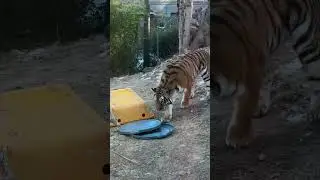 Игривый тигр 🐅🧡