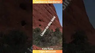 Kata Tjuta - Olgas Mountain - listen to this amazing bird #katatjuta #olgas
