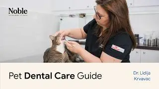 Dental Scaling Explained by Dr. Lidija Krvavac | Noble Veterinary Clinics - Dubai