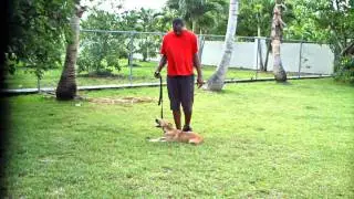 Trained Dogs For sale Family Protection Dogs for sale - Personal protection dogs