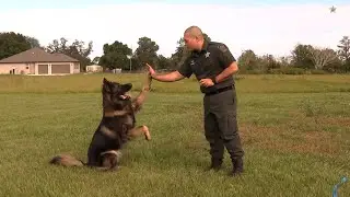 K-9 Chico still working with digestive condition