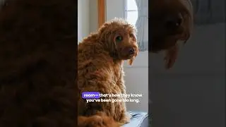 Why Your Dog Waits by the Door 🚪 | This Will Break Your Heart 💔 #shorts