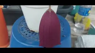 STAPELIA: COMO CULTIVAR STAPELIA  GIGANTEA?
