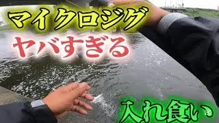 [Shingashi River Fishing] Daiso Micro Metal Jig Mullet Fishing - Biting