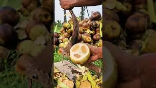 how to cut Palm fruit #rhythm #palmcutting #palm #grampuri