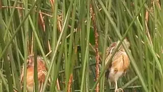 Baby Least Bitterns - Aug 5