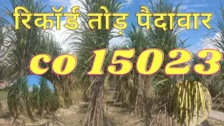 15023 sugarcane variety || 15023 ganna variety || 15023 गन्ना किस्म || co 15023 sugarcane variety