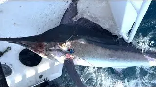 A Black Marlin Jumped In Our Boat Off Sydney NSW