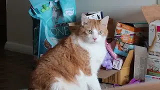 Hungry Cat Wants Food
