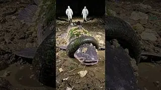 Rescuing a giant catfish trapped ina tire
