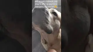 Завтрак в одиночестве 🤦 #cadebou #кадебо #dog #хвостики