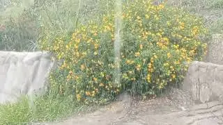 Rain sound therapy 🌧️#islam #rain #viral #video 