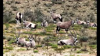 The Gemsbok or South African oryx is a large Antelope in the genus Oryx
