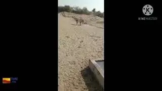 Fetching Water with The Help Of Donkeys | Thar Desert | TharStar..